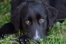 TOBY, Hund, Labrador Retriever in Kroatien - Bild 3