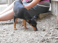 MARKA, Hund, Mischlingshund in Ungarn - Bild 4