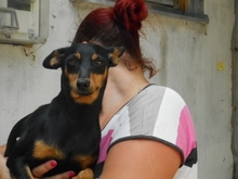 MARKA, Hund, Mischlingshund in Ungarn - Bild 5