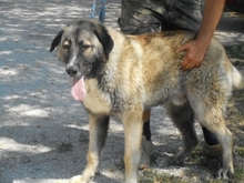 CHAN, Hund, Anatolischer Hirtenhund-Mix in Ungarn - Bild 1