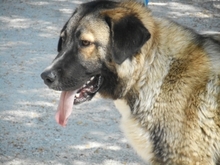 CHAN, Hund, Anatolischer Hirtenhund-Mix in Ungarn - Bild 2