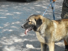 CHAN, Hund, Anatolischer Hirtenhund-Mix in Ungarn - Bild 3