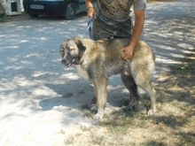 CHAN, Hund, Anatolischer Hirtenhund-Mix in Ungarn - Bild 4