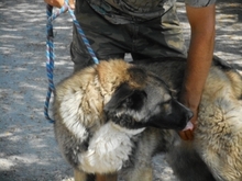 CHAN, Hund, Anatolischer Hirtenhund-Mix in Ungarn - Bild 5