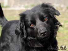 BOB, Hund, Mischlingshund in Slowakische Republik - Bild 2