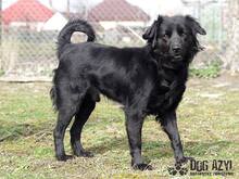 BOB, Hund, Mischlingshund in Slowakische Republik - Bild 5