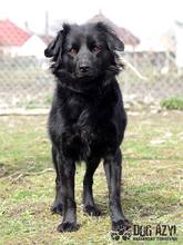 BOB, Hund, Mischlingshund in Slowakische Republik - Bild 7