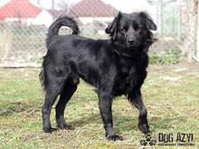 BOB, Hund, Mischlingshund in Slowakische Republik - Bild 8