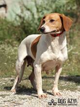 JULIA, Hund, Mischlingshund in Slowakische Republik - Bild 3