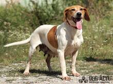 JULIA, Hund, Mischlingshund in Slowakische Republik - Bild 4