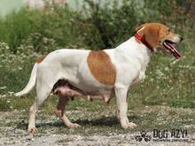 JULIA, Hund, Mischlingshund in Slowakische Republik - Bild 6