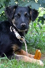 KIKA, Hund, Mischlingshund in Italien - Bild 1