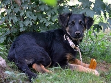 KIKA, Hund, Mischlingshund in Italien - Bild 3