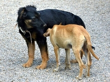 KIKA, Hund, Mischlingshund in Italien - Bild 4