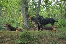 KIKA, Hund, Mischlingshund in Italien - Bild 5