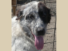 SORINA, Hund, Mischlingshund in Rumänien - Bild 1