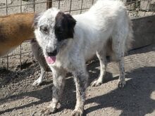 SORINA, Hund, Mischlingshund in Rumänien - Bild 3