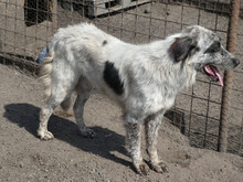 SORINA, Hund, Mischlingshund in Rumänien - Bild 4