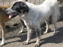 SORINA, Hund, Mischlingshund in Rumänien - Bild 5