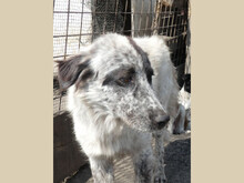 SORINA, Hund, Mischlingshund in Rumänien - Bild 7