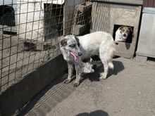 SORINA, Hund, Mischlingshund in Rumänien - Bild 8