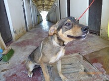 PIERRE, Hund, Mischlingshund in Italien - Bild 3
