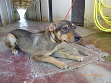 PIERRE, Hund, Mischlingshund in Italien - Bild 4