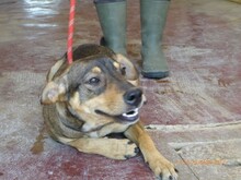 PIERRE, Hund, Mischlingshund in Italien - Bild 5