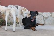 AIRON, Hund, Dobermann-Mix in Spanien - Bild 4
