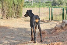 AIRON, Hund, Dobermann-Mix in Spanien - Bild 6