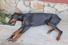 AIRON, Hund, Dobermann-Mix in Spanien - Bild 8