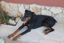 AIRON, Hund, Dobermann-Mix in Spanien - Bild 9