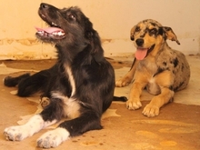 DOS, Hund, Hütehund in Spanien - Bild 10