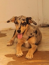 DOS, Hund, Hütehund in Spanien - Bild 9
