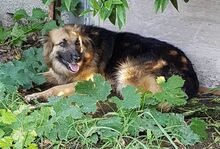 AUDRIE, Hund, Deutscher Schäferhund-Mix in Italien - Bild 10