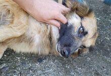 AUDRIE, Hund, Deutscher Schäferhund-Mix in Italien - Bild 18