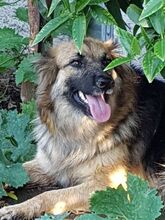 AUDRIE, Hund, Deutscher Schäferhund-Mix in Italien - Bild 6