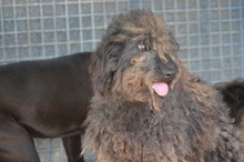 LEELOO, Hund, Mischlingshund in Neuss - Bild 11