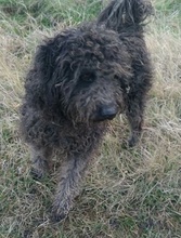 LEELOO, Hund, Mischlingshund in Neuss - Bild 3