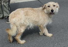 PIMAZ, Hund, Mischlingshund in Ungarn - Bild 1