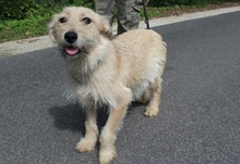 PIMAZ, Hund, Mischlingshund in Ungarn - Bild 2