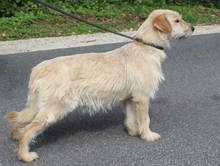 PIMAZ, Hund, Mischlingshund in Ungarn - Bild 3