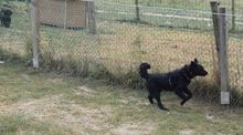ROBI, Hund, Mudi in Ungarn - Bild 1