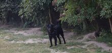 ROBI, Hund, Mudi in Ungarn - Bild 2