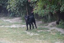 ROBI, Hund, Mudi in Ungarn - Bild 3