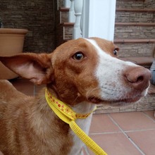 ROMEO, Hund, Podenco in Spanien - Bild 1