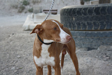 ROMEO, Hund, Podenco in Spanien - Bild 2
