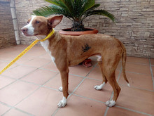 ROMEO, Hund, Podenco in Spanien - Bild 5