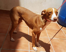 ROMEO, Hund, Podenco in Spanien - Bild 6