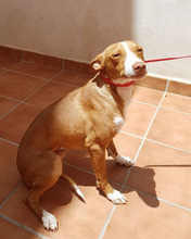 ROMEO, Hund, Podenco in Spanien - Bild 9